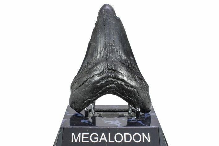 Fossil Megalodon Tooth - South Carolina #362244